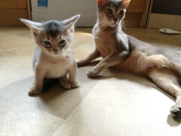 Abyssinian Kitten for sale