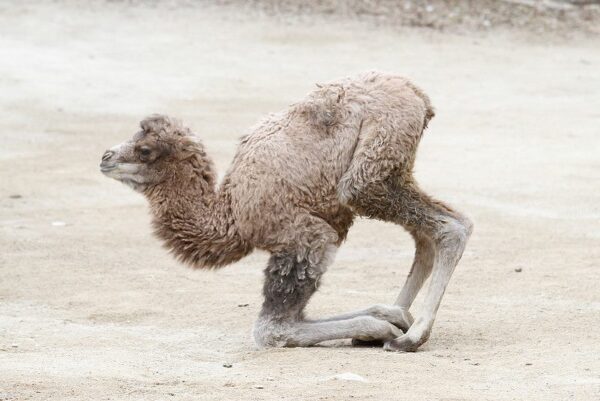 Camel for sale