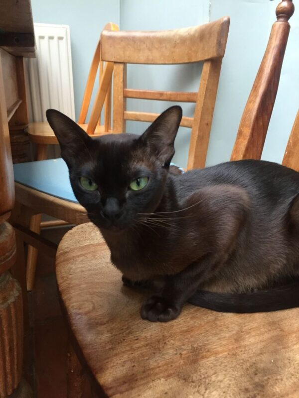 Angelo the male Burmese cat