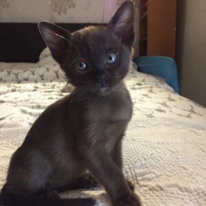 Angelo the male Burmese cat