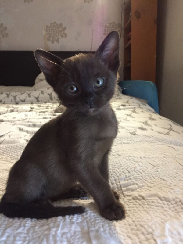 Angelo the male Burmese cat