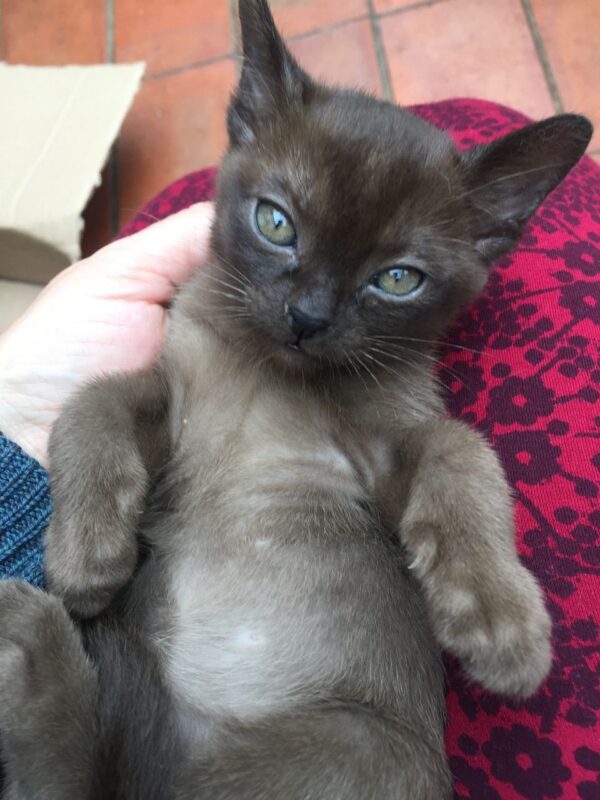 Angelo the male Burmese cat