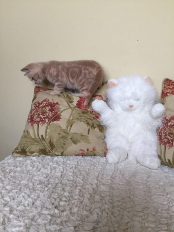 Audrey the Female British Shorthair Kitten for sale