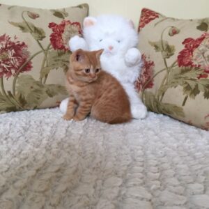 Audrey the Female British Shorthair Kitten for sale