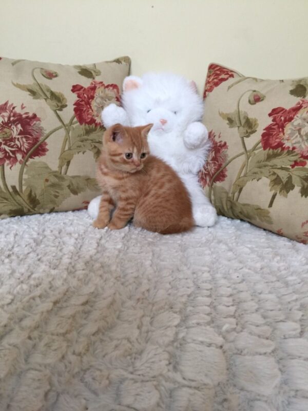 Audrey the Female British Shorthair Kitten for sale