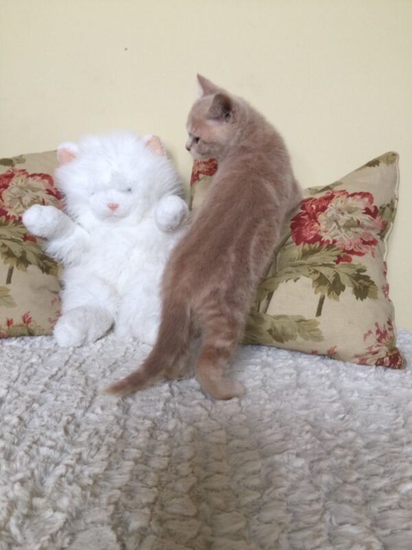 Audrey the Female British Shorthair Kitten for sale