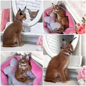 Caracal Kitten for sale