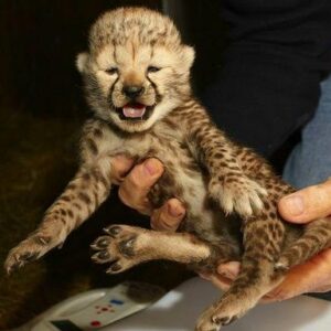 Cheetah for sale