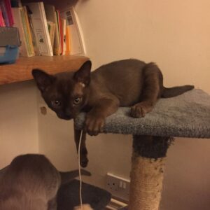 Deborah the female Burmese cat