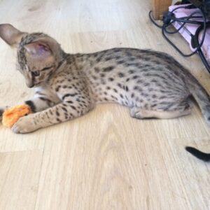 Ella the Female F3 Savannah kitten for sale