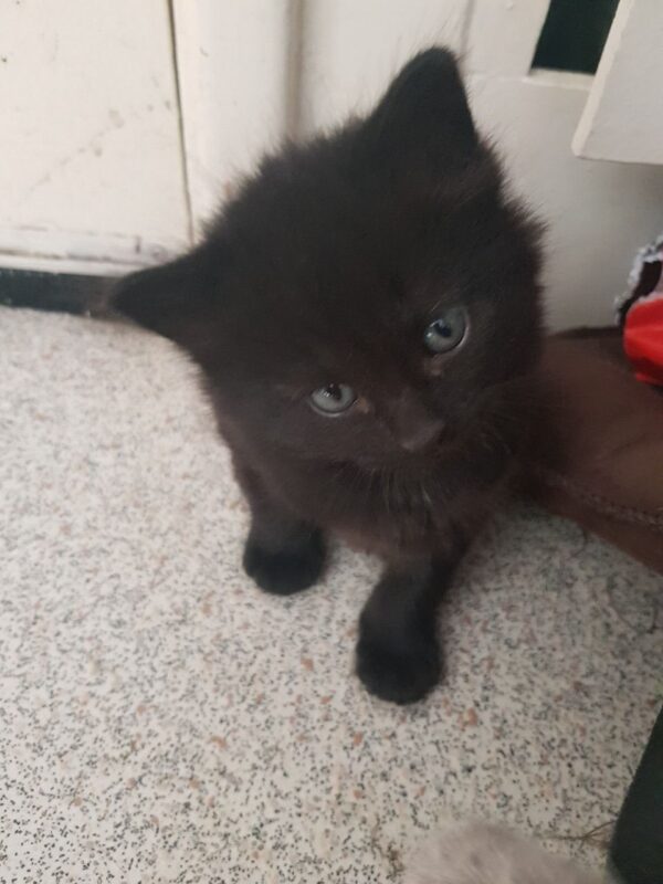 Ella the Female British Longhair Kitten for sale