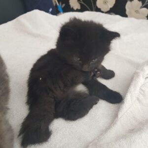 Ella the Female British Longhair Kitten for sale