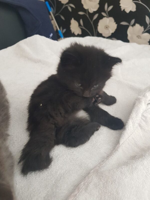 Ella the Female British Longhair Kitten for sale