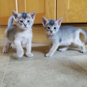 Abyssinian Kitten for sale