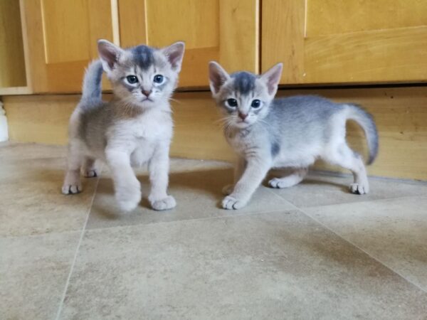 Abyssinian Kitten for sale