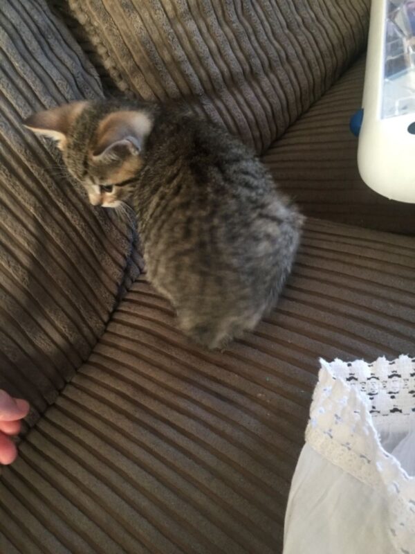 Houston the Female Manx cat for sale