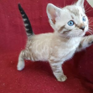 Jake the male Bengal kitten for sale