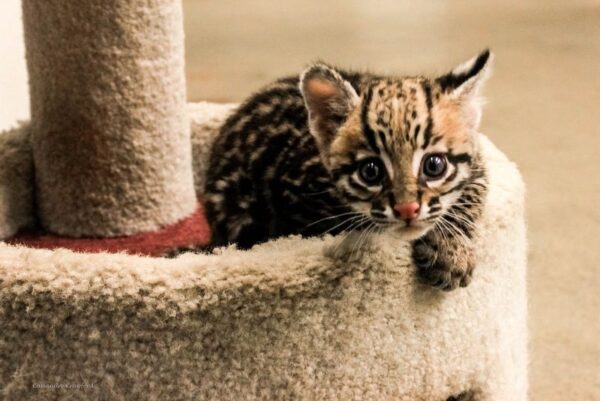 Jamie the Ocelot male Kitten for sale