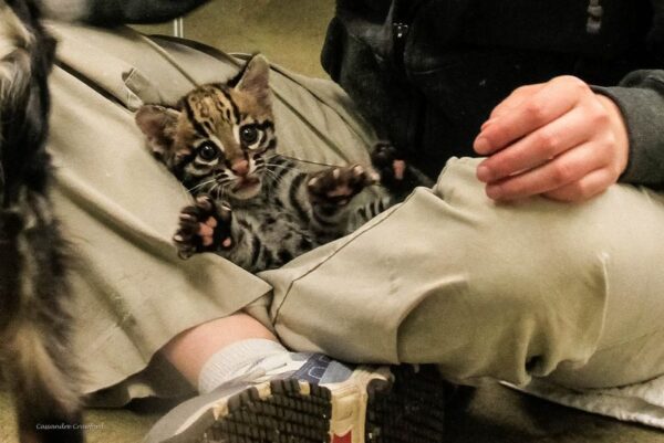 Jamie the Ocelot male Kitten for sale