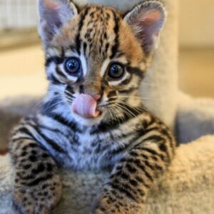 Jamie the Ocelot male Kitten for sale