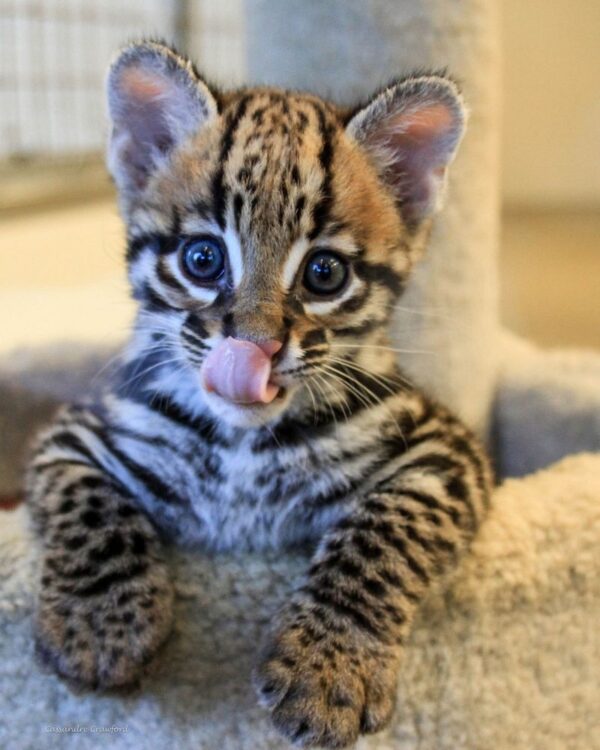 Jamie the Ocelot male Kitten for sale