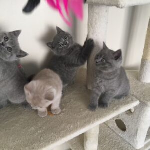 Jayden, Kayden, Flora the Triplet British Shorthair Kitten for sale