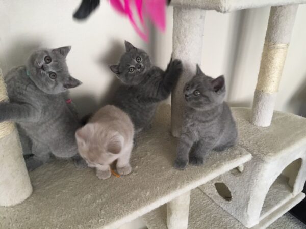 Jayden, Kayden, Flora the Triplet British Shorthair Kitten for sale