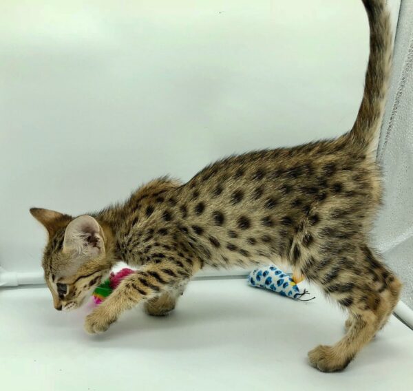 Karl the male F2 Savannah kitten