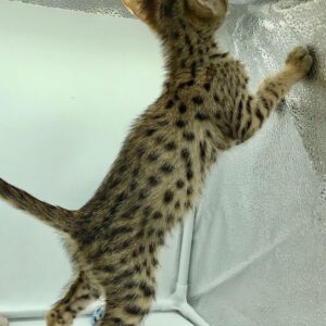 Karl the male F2 Savannah kitten