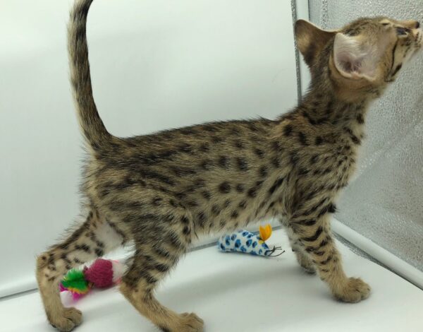 Karl the male F2 Savannah kitten