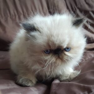 Kayden the male Himalayan cat for sale