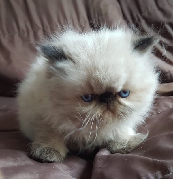 Kayden the male Himalayan cat for sale