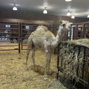 Camel for sale