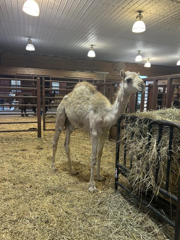 Camel for sale