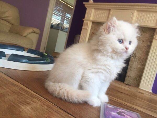 Kendrick the Male British Longhair Kitten for sale