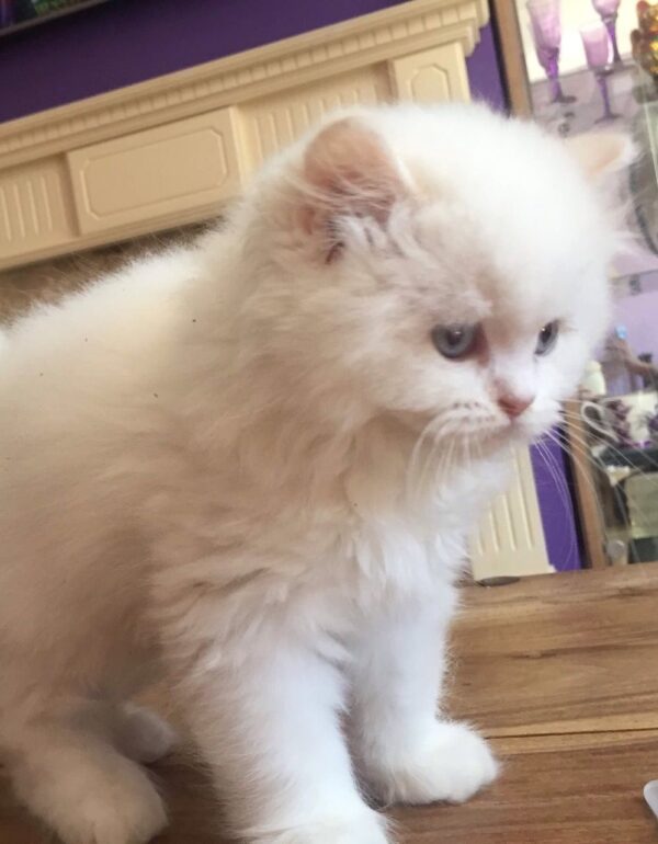 Kendrick the Male British Longhair Kitten for sale