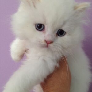 Kendrick the Male British Longhair Kitten for sale