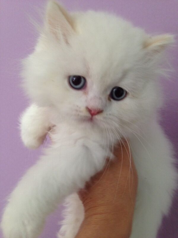 Kendrick the Male British Longhair Kitten for sale