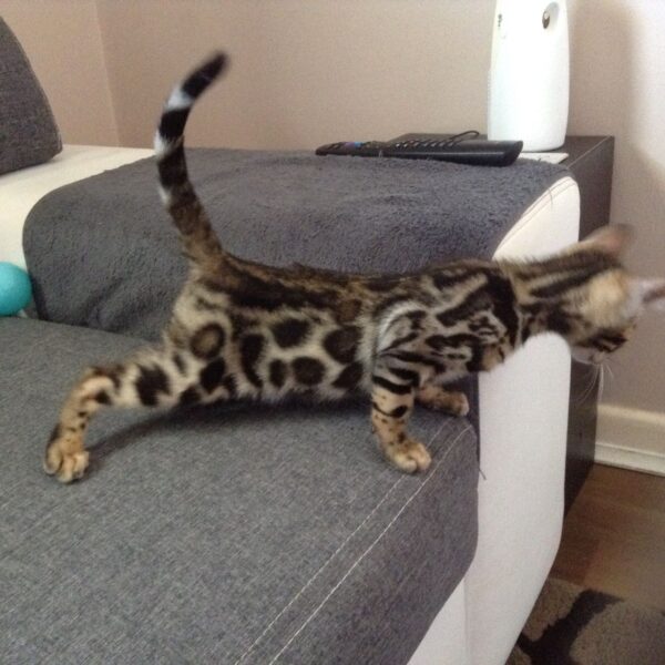 Kerian female Rose Breasted bengal for sale