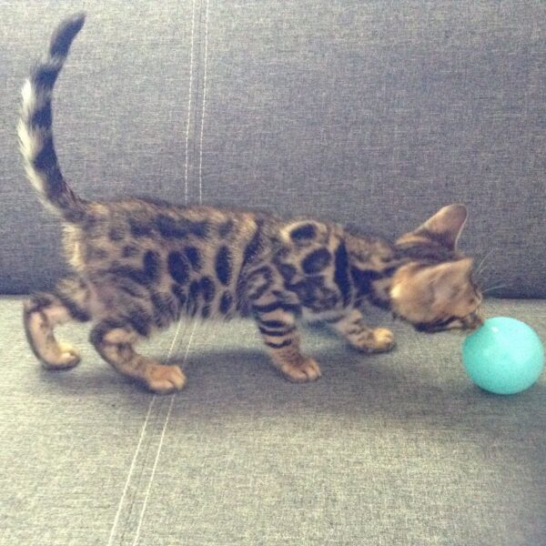 Kerian female Rose Breasted bengal for sale