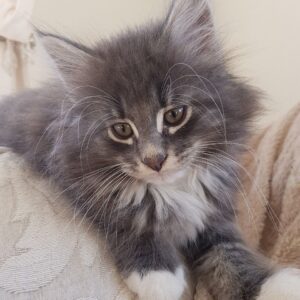 King the Male Norwegian Forest kitten for sale