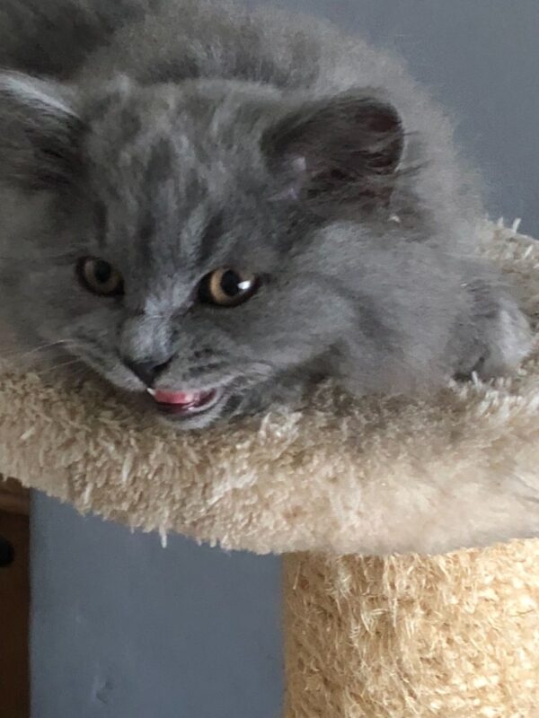 Lily the Female British Longhair Kitten for sale