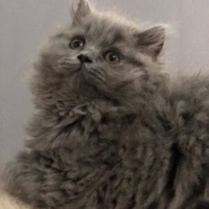 Lily the Female British Longhair Kitten for sale