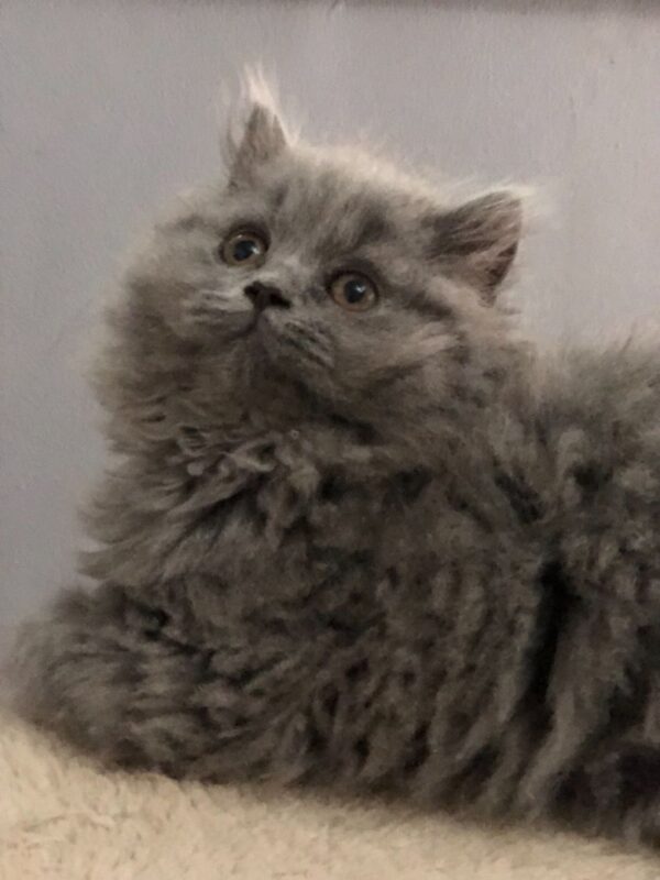 Lily the Female British Longhair Kitten for sale