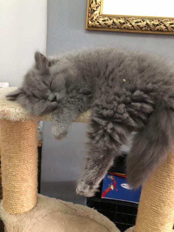 Lily the Female British Longhair Kitten for sale
