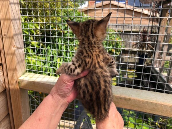 Lizzy the female F2 Kitten for sale