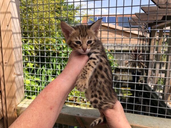 Lizzy the female F2 Kitten for sale