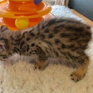 Lizzy the female F2 Kitten for sale