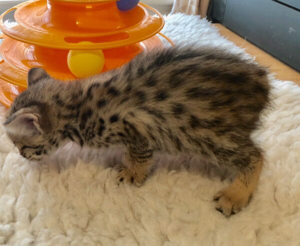 Lizzy the female F2 Kitten for sale