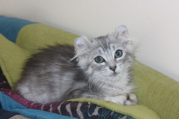 Lola female American curl kitten for sale